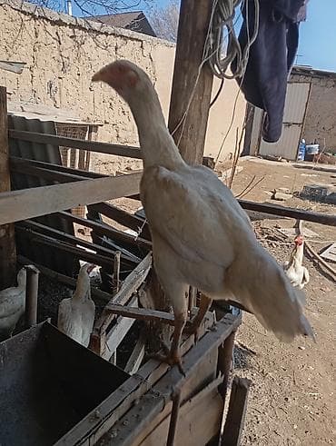 Ветеринар кызматы: Курочка 6 месяц. один штук — 1