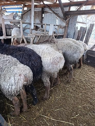 яг як: Продаю | Овца (самка) | Полукровка | Для разведения | Матка — 7