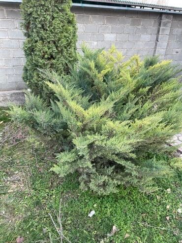 заправка газовых баллонов на дому бишкек: Саженцы цветка — 5