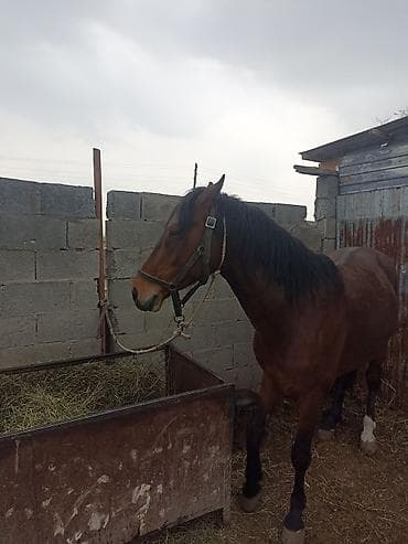 чистокровные лошади: Продаю | Конь (самец) | Рабочий | Племенные — 1