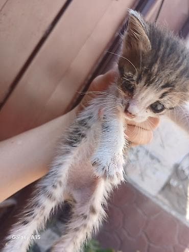 животные кошка: Кошка даром: Беспородная, 1 месяц, Девочка, Метис — 4