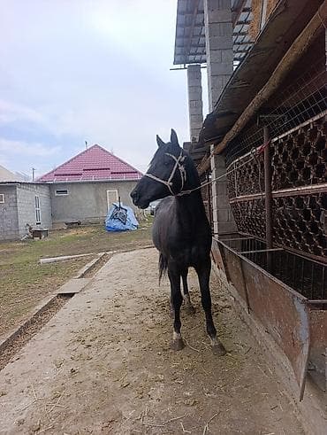 пони пони: Продаю | Конь (самец) | Рабочий — 3