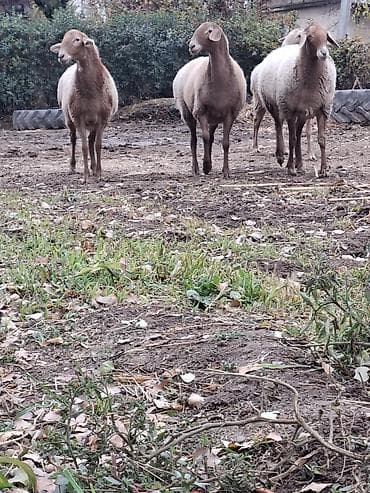 Продаю | Овца (самка) | Для разведения