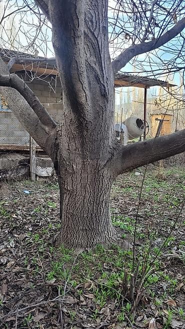 продаю ореховое дерево: Орех (грецкий) — взрослое плодовое дерево цена договорная - Порода — 2