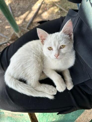 купить породистую кошку: Белоснежный котёнок девочка - Окрас: сплошной белый, нежная шерсть - — 2