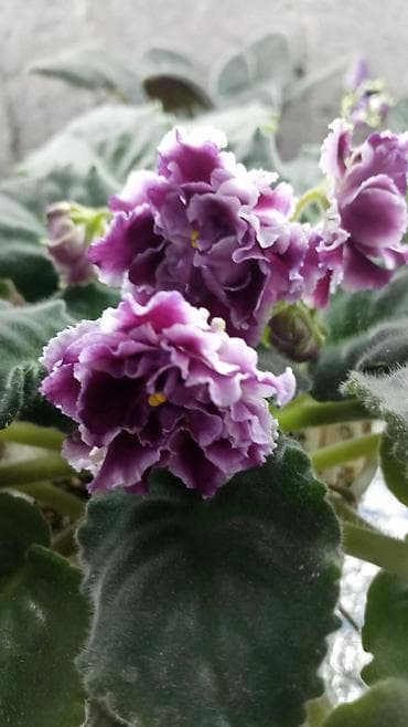 детки бегонии: Комнатные растения — сорта и черенки 1) Сенполия (фиалка) махровая, с — 8