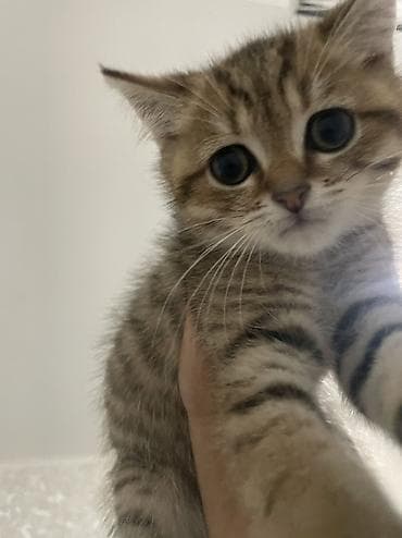 сколько стоит вислоухие кошки: - Порода/тип: шотландский короткошёрстный, окрас коричневый — 3