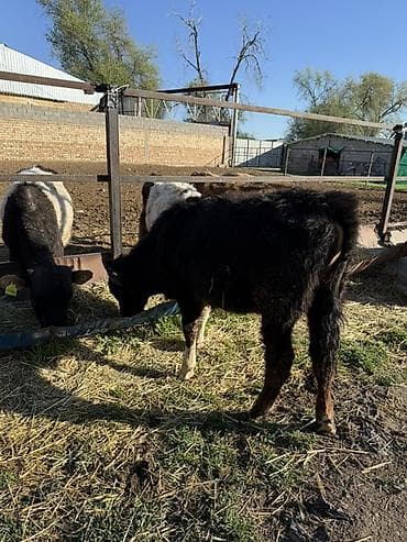 кой сатам: Сатам | Бука (эркек) | Аргын | Бордоп семиртүү үчүн — 4