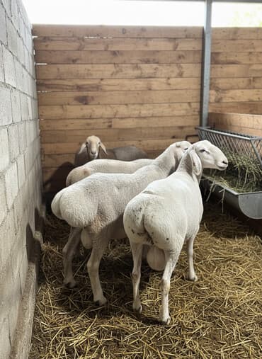 лоток для животных: Продаю | Баран (самец) | Арашан | На забой, Для разведения | Племенные, Осеменитель — 3