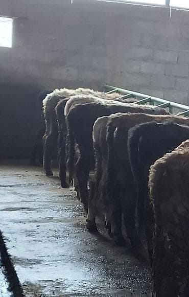 седло спортивная: Продаю | Бык (самец) | Швицкая | Для разведения — 7