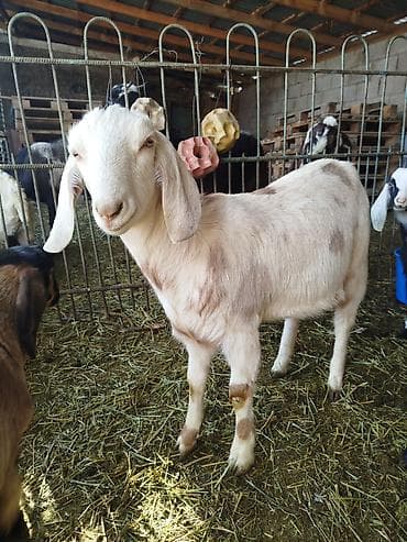 индук парода: Продаю | Козлёнок | Нубийская | Для разведения | Осеменитель — 3
