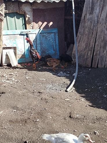 Мышыктар: Сатам | Короздор | Тебиштирүүчү | Көбөйтүү үчүн — 2