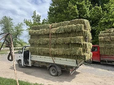 баран доплер: 2 укос таза беде плотный вес оор сатылат 150 штук 450 сом — 1