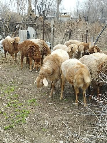 ко шамо: Продаю | Ягненок | Арашан | Для разведения | Ярка — 2