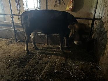 голова коровы: Продаю | Корова (самка) | Для разведения | Привязанные — 2