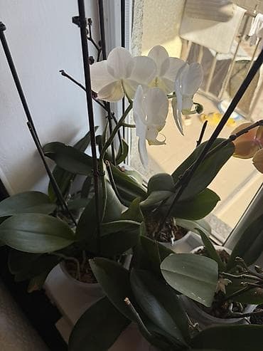 Кактусы: Орхидеи в горшках. - Разные окраски цветков: преимущественно белые — 4
