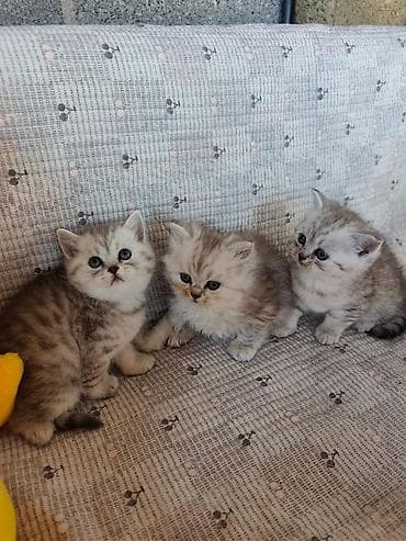 котята дворняжки: Продаются шотландские котята дата рождения 14 апреля — 3