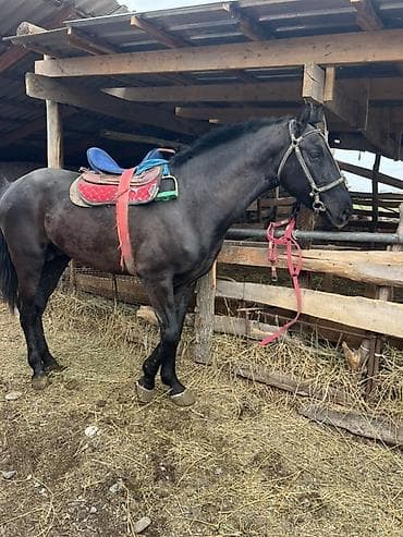 я ищу лошадь: Продаю | Конь (самец) | Полукровка | Рабочий | Мерин — 1