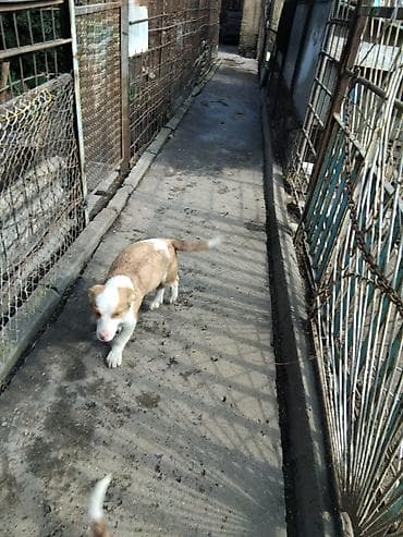 Продажа собак: Щенки средних размеров, активные и любопытные. Окрас рыже-белый с — 4