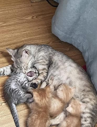 Продажа кошек: Пропала : Беспородная, Девочка — 4