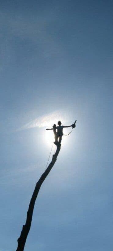 пелю дрова: Тал, Бак, Жаңгак акацса Дуб Орехи терек карагач Отун кылып даярдап — 4