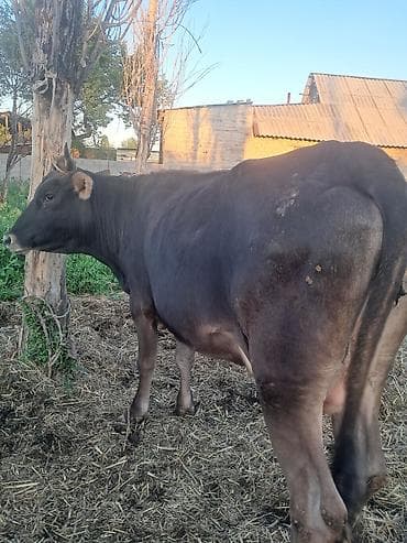 алабай кучуктор: Продаю | Корова (самка) | Алатауская | Для молока — 3