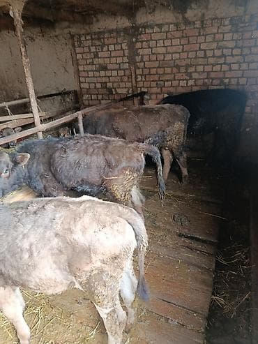 животные коровы: Продаю | Тёлка | На откорм | Привязанные — 2