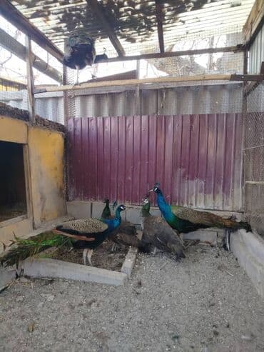 купить кур несушек с птицефабрики: Продаю взрослых павлинов 🦚🦚🦚🦚🦚 — 3