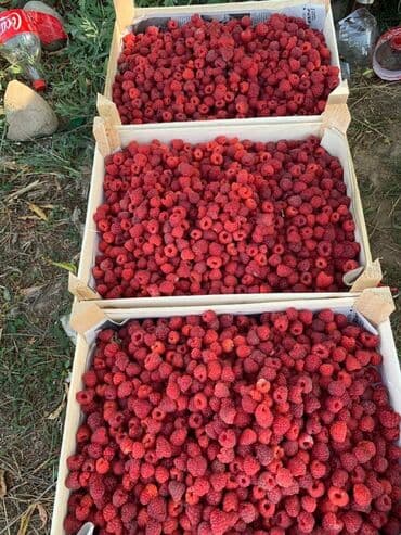 купить семена цветов в бишкеке: Малина кочот Полька / Полана сорт Семена и Саженци Малины Полька сорт — 2