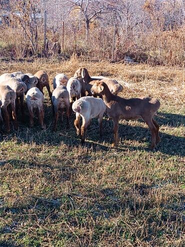 Собаки: Продаю | Овца (самка) | На забой | Племенные — 2
