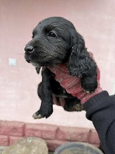 охотничьи собака: 5 замечательных Щенков ( 2 месяца ) Спаниеля (охотничья порода ) — 9