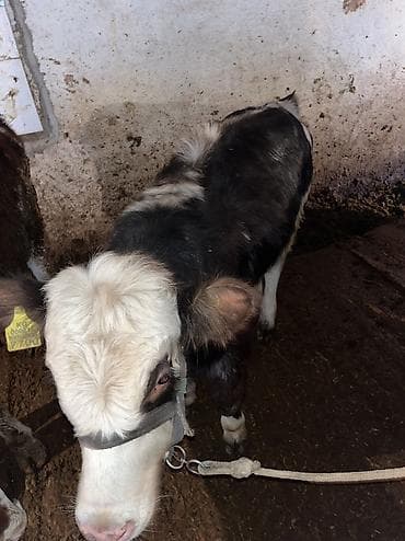 Продаю | Бык (самец) | На откорм, Для разведения