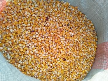 оборудование для кур: Кукуруза зерновая в мешке - Желтое сухое зерно, откалиброванное, без — 1