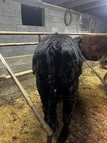 продаю телки: Продаю | Тёлка | Ангус | На откорм | Привязанные — 5