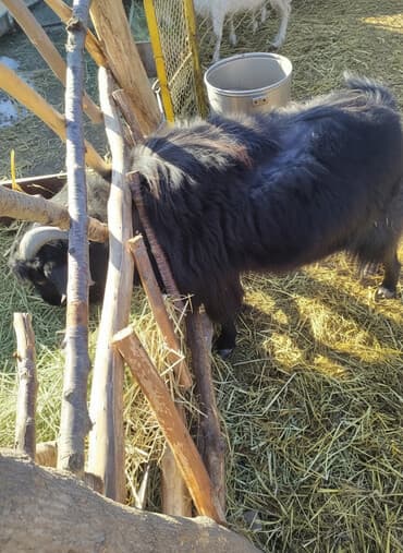 племенные коровы молочные купить: Продаю | Козёл (самец) | Для разведения | Осеменитель — 1