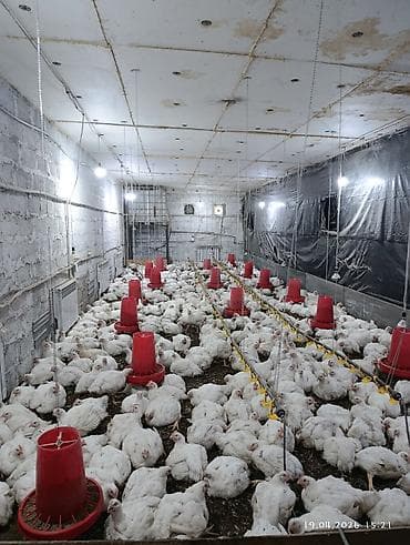 Мясо птицы: Цельные тушки бройлера - Выращенные в собственном птичнике бройлеры — 2