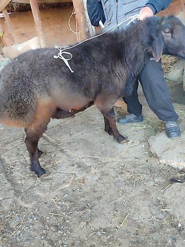 Аквариумы: Продаю | Баран (самец) | Для разведения — 4