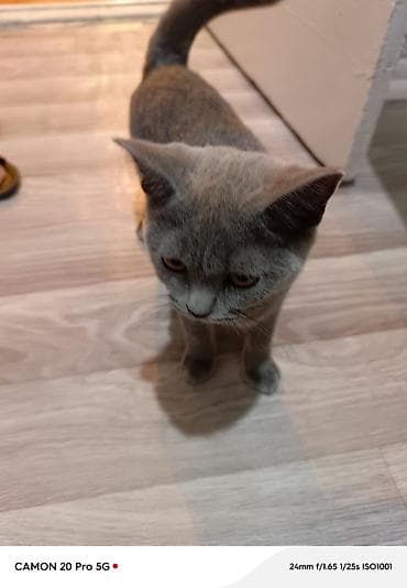 scottish fold: Британский короткошёрстный котёнок, окраc голубой (плотный серый) — 3