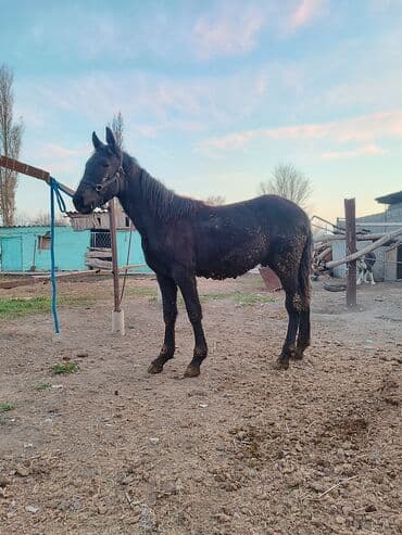 королевский дог цена: Продаю | Жеребец | Рабочий — 2