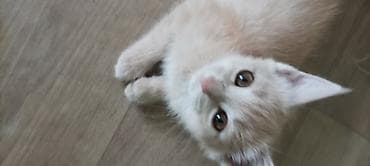 британка кошка: Британская короткошёрстная, 2 месяца, Девочка, Приучена к лотку — 1