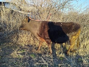 телка корова: Продаю | Корова (самка) | Для молока | Привязанные — 2