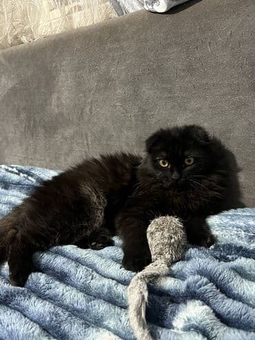 цена вислоухих котов: Скотиш Фолд (Шотландская вислоухая), 8 месяцев, Девочка, Черный, Приучена к лотку — 6