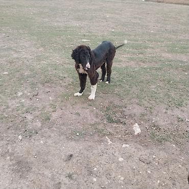 Собака среднего размера, молодая. Окрас черно-каштановый с белыми