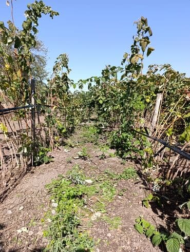 саженцы шиповника: Малина — 5