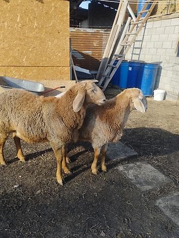 урон арпа: Продаю | Баран (самец) | Арашан | Для разведения — 2