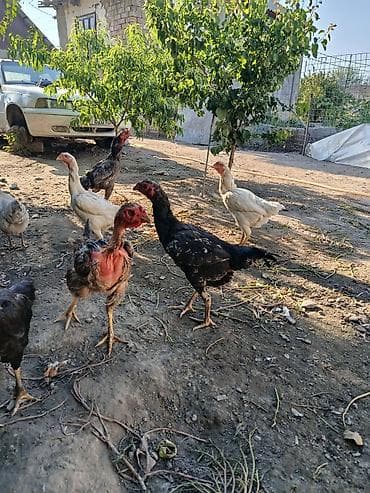 инкубатор китайский: Продаю | Куры | Бойцовая | Для разведения — 4