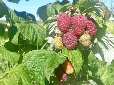 лента для капельного полива: #Капельная лента!!! 1 метр-1,75 сом Капельное орошение!!! — 17