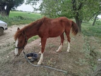 показы 1 354 72 договорная кошка даром британская короткошёрстная 1 год мальчик метис 2 позвонить написать: Сатам | Байтал | Ат спорту — 1