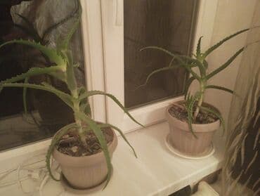 кумыс с медом бишкек: Продаю алое 3х летние — 2