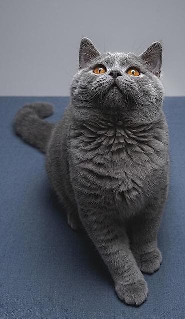 кот британский: Продаются котята British Чистопородный британцы голубого — 1